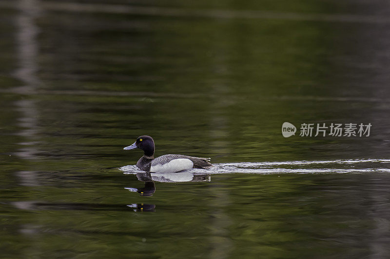 小鳞鸭(Aythya affinis)是一种小型北美潜水鸭。黄石国家公园，怀俄明州。游泳。